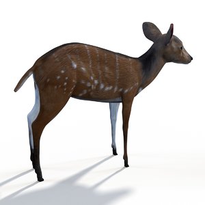 bush buck 3D model