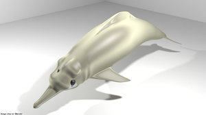 dolphin river 3D