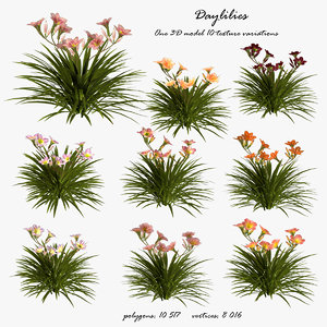 3D daylilies flower