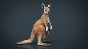 kangaroo 3D model