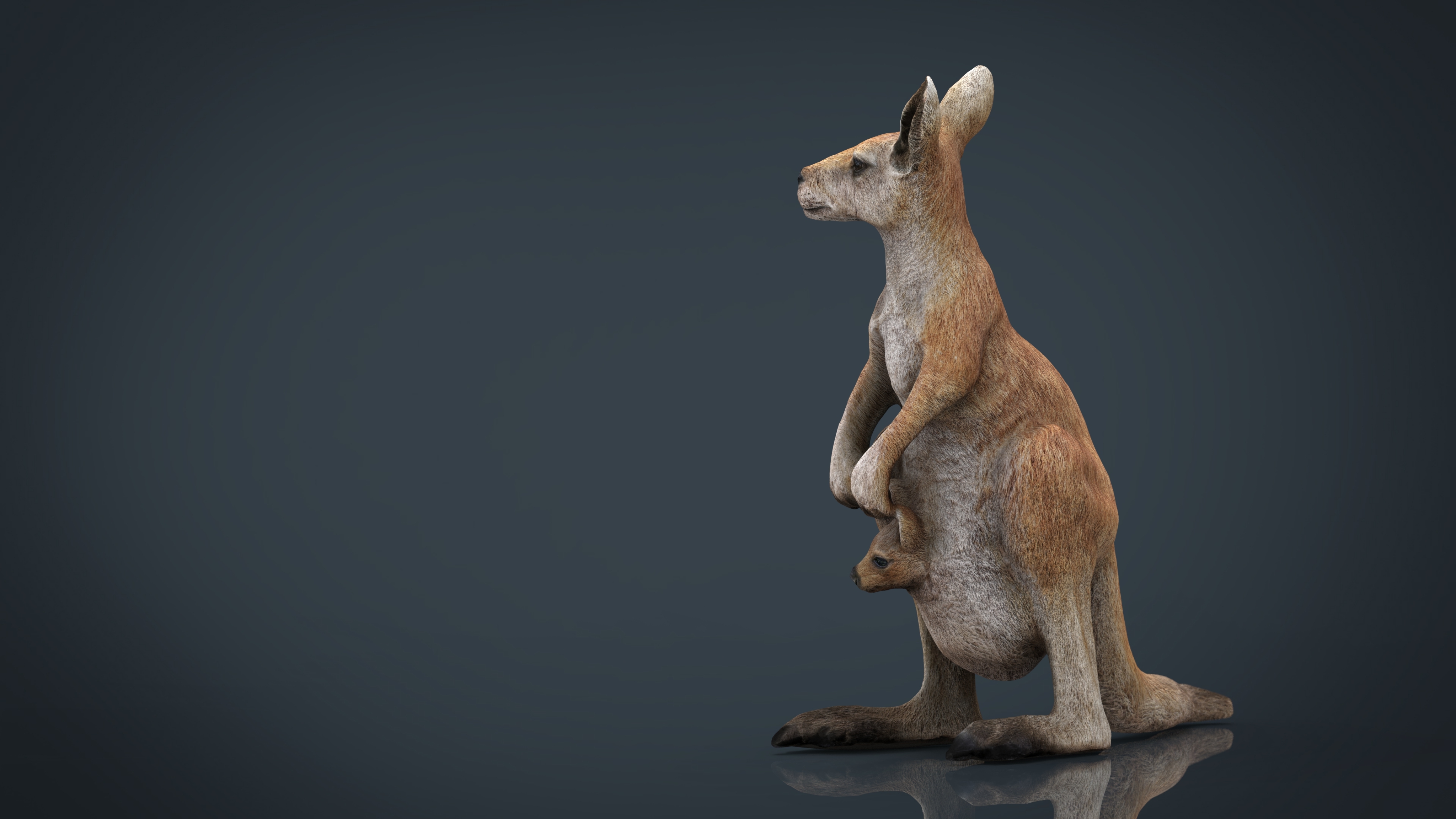 kangaroo rats图片