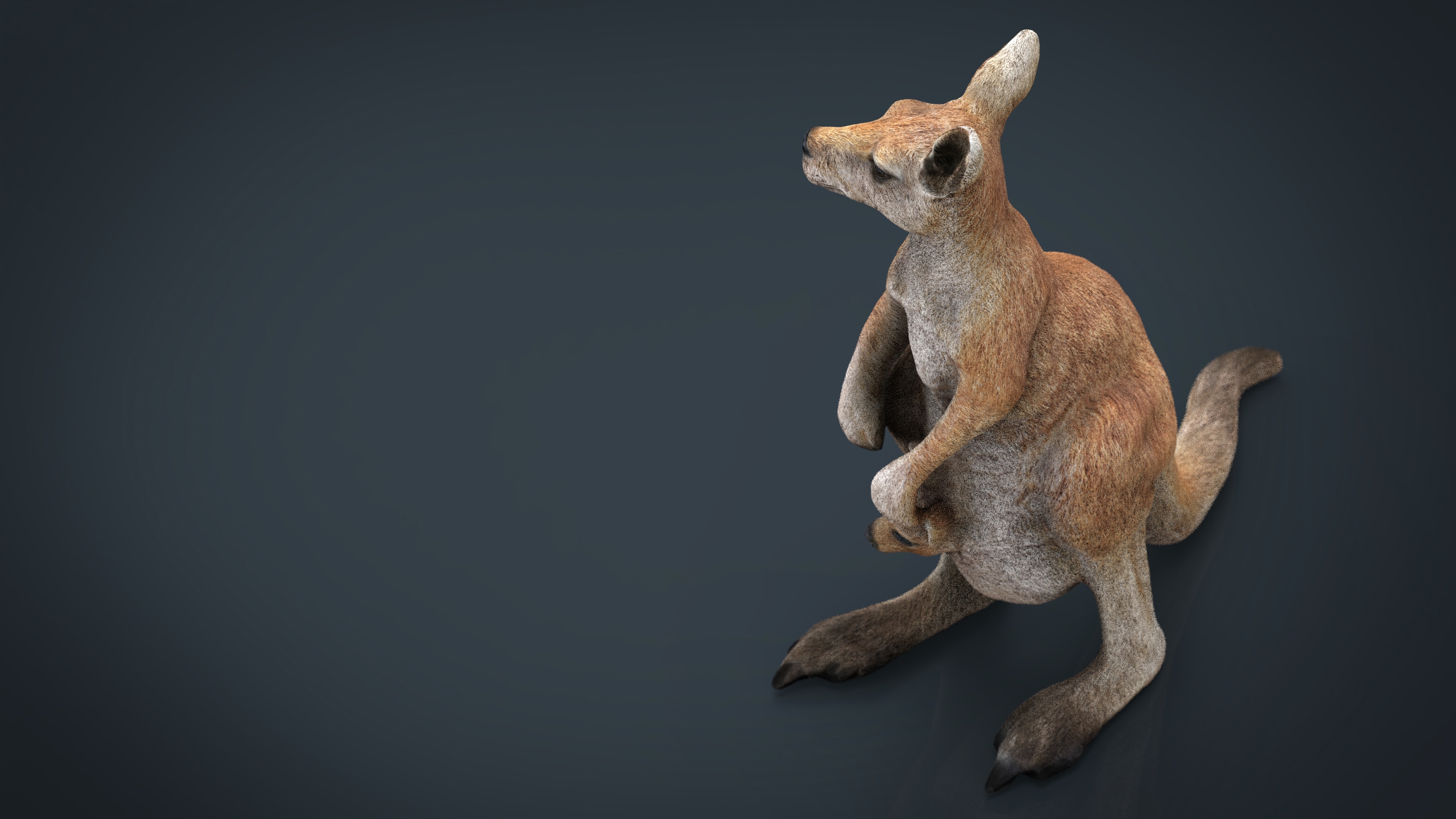 kangaroo 3d model