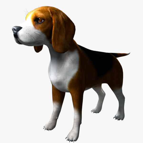 ビーグル犬3dモデル Turbosquid