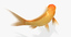goldfish animation model