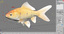 goldfish animation model