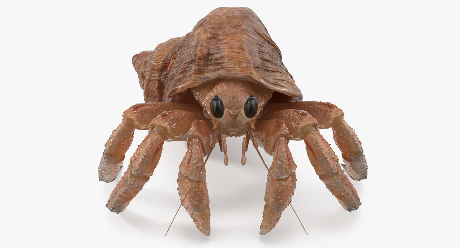 3D Hermit Crab | 1148962 | TurboSquid