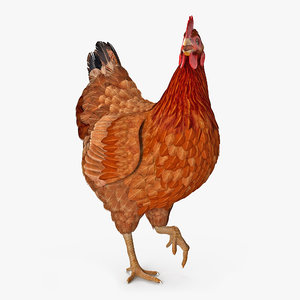 3D model brown chicken rigged