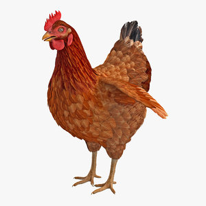 3D brown chicken