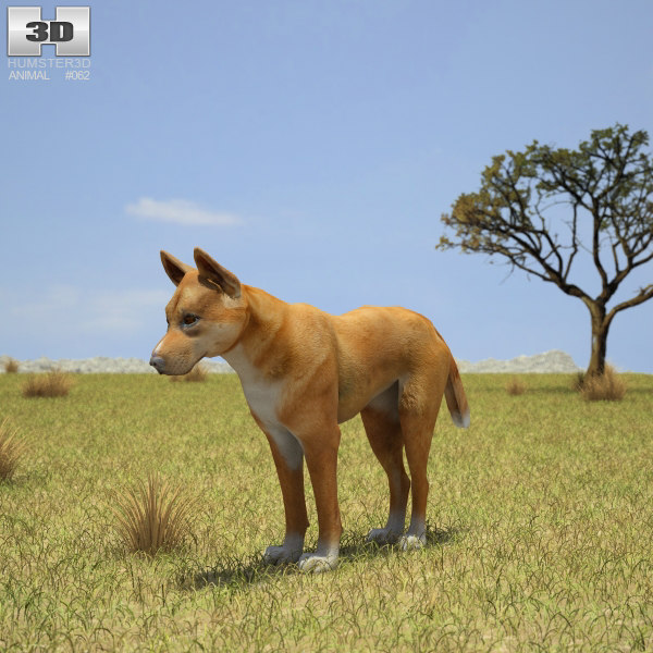 dingo 3D model