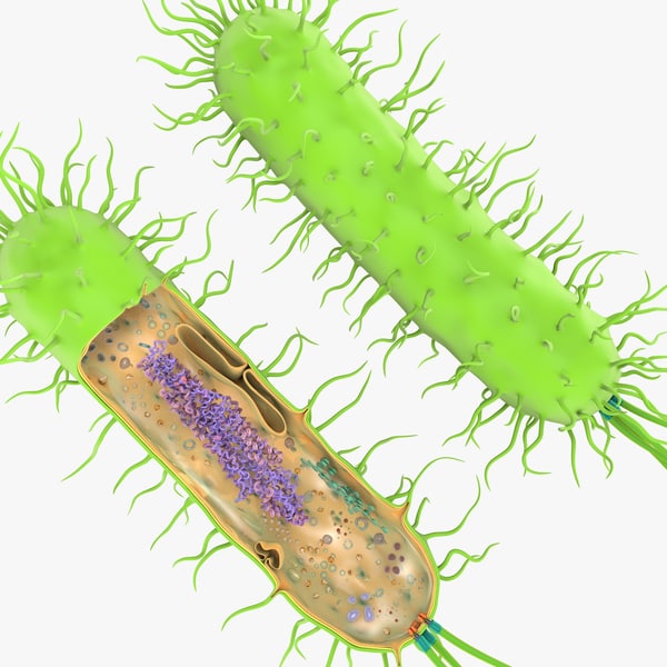 Prokaryotic cell ribosomes model | 1149003 | TurboSquid