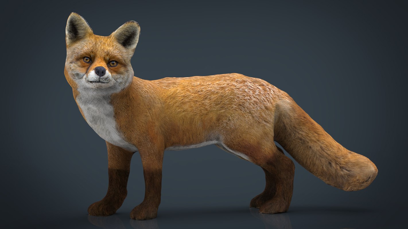 3D hd fox - TurboSquid 1149107