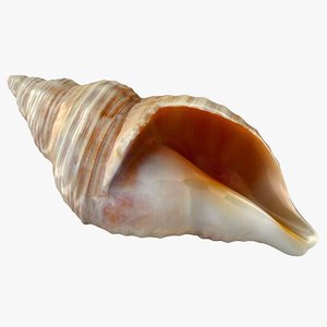 3D sea shell
