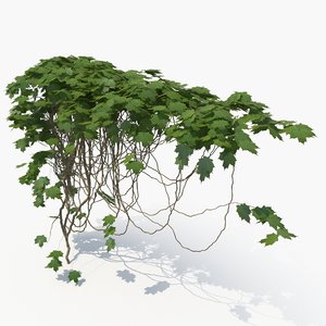 3D realistic ivy