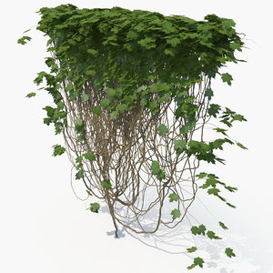 realistic ivy wall model