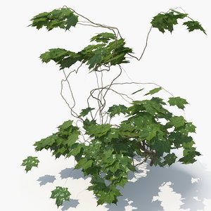 3D realistic ivy wall model