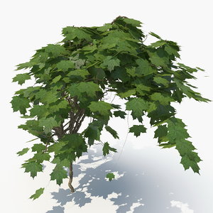 realistic ivy 3D