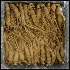 Ginseng Texture [4K]