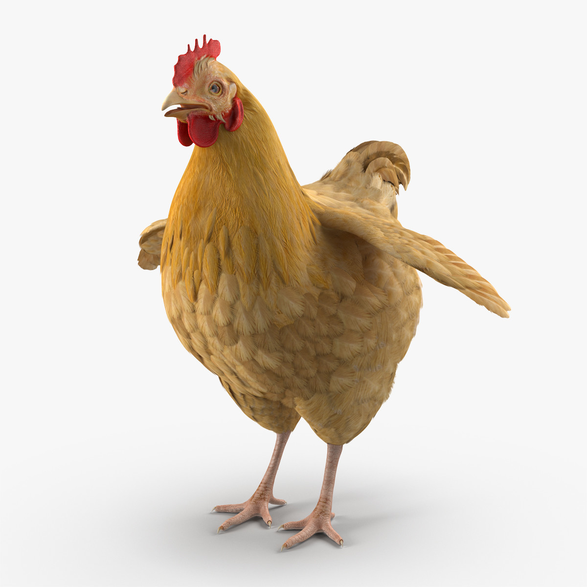 Chicken 3.6 0. Курица 3d. Курица модель. Курица 3д модель. Курица 3d модель.