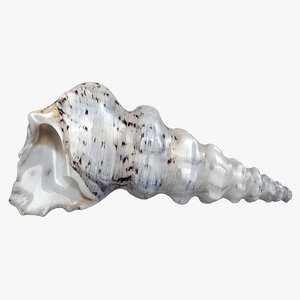 sea shell 2 3D