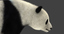 giant panda rigged bear fur 3D model