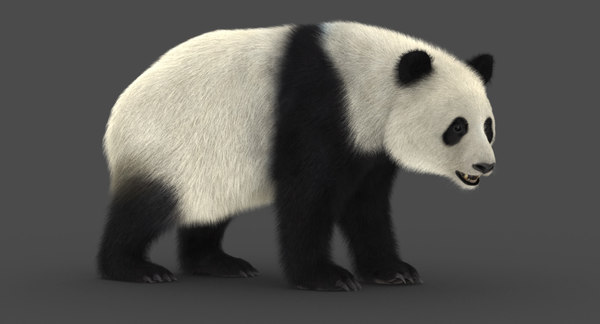 大熊猫 2 动画 毛皮 3d模型 Turbosquid