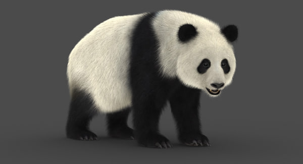 大熊猫 2 动画 毛皮 3d模型 Turbosquid
