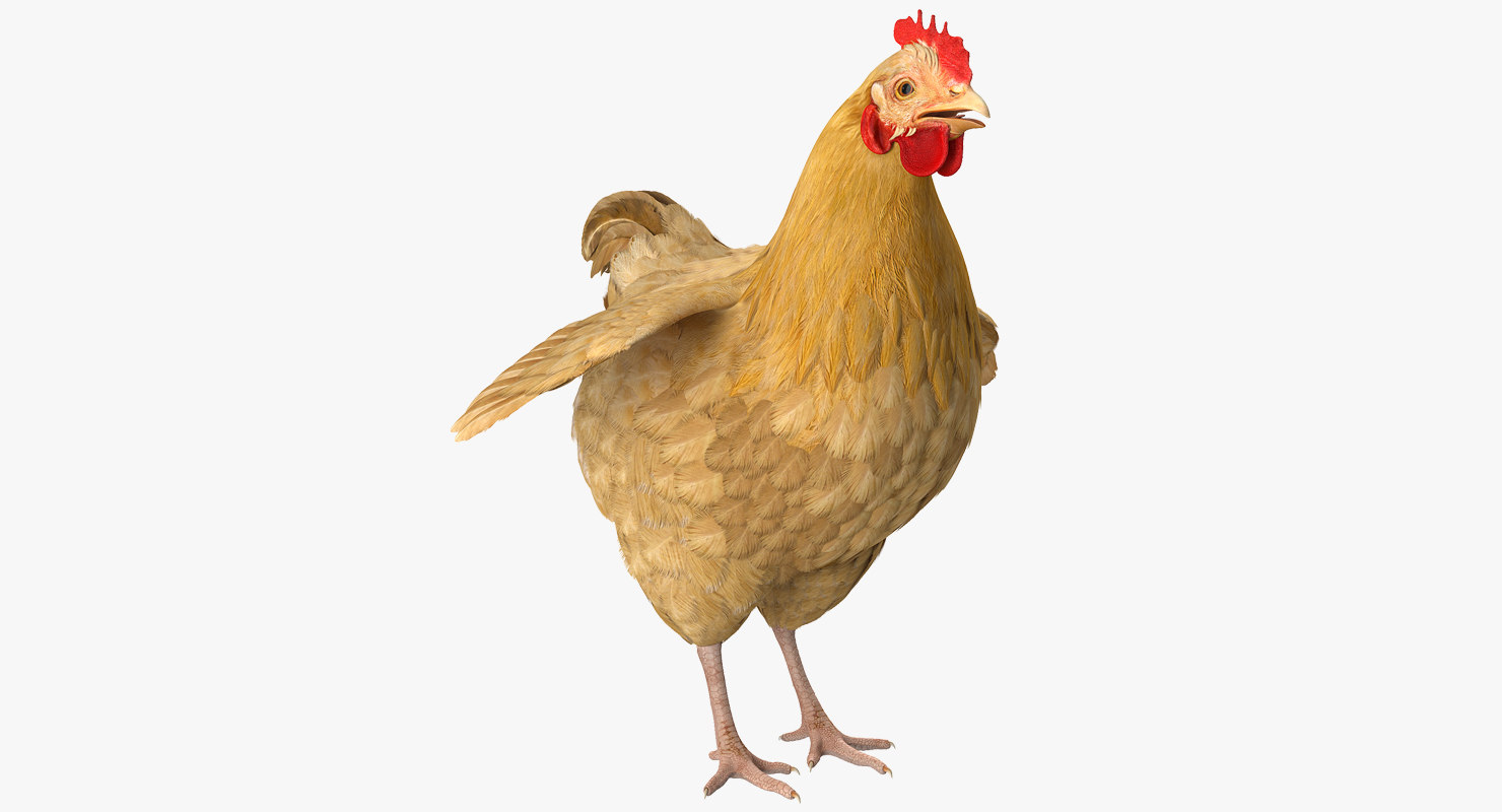 Chicken Realistic 3d Model Turbosquid 1150605