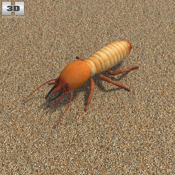 turbosquid.com/preview/001150/746/jf/3d-termite-model_0.jpg