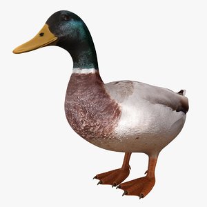 realistic duck 3D model