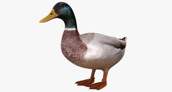 Realistic Duck 3d Model Turbosquid 1151002