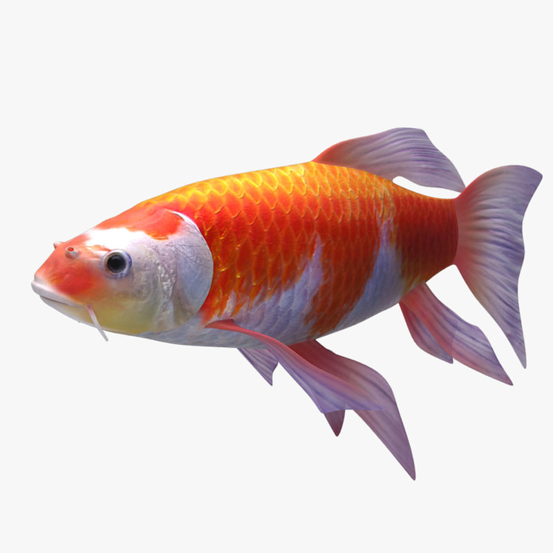 3D koi gold fish TurboSquid 1151052