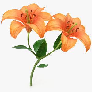 3D lily modeled petal model