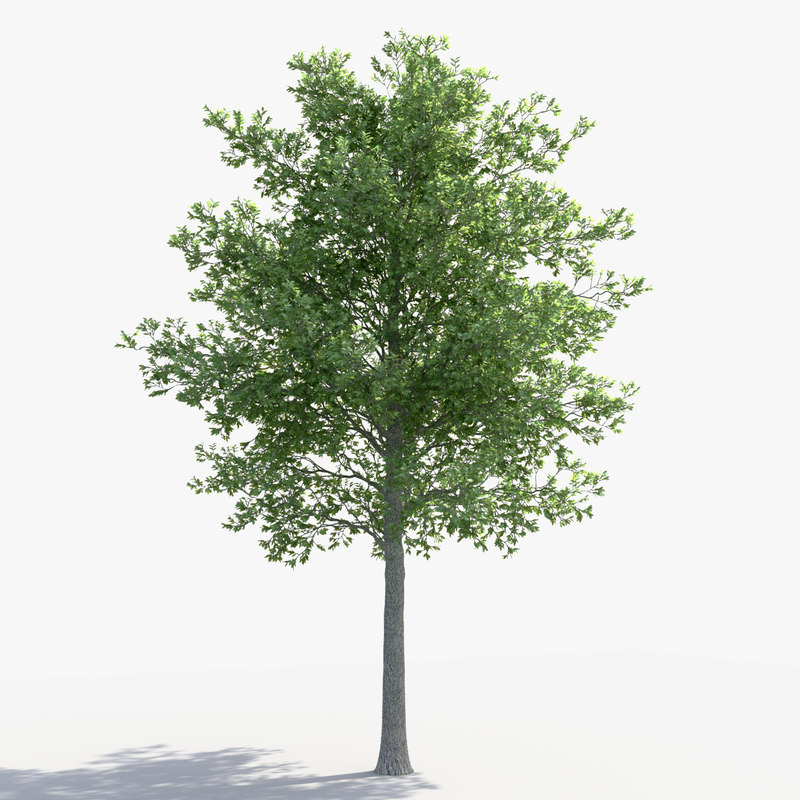 3D linden tree model - TurboSquid 1151344