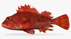 3D model peruvian scorpionfish