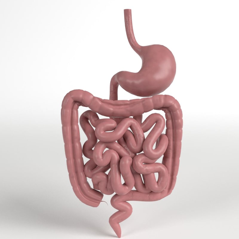 [DIAGRAM] Diagram Of Intestinal Track - MYDIAGRAM.ONLINE