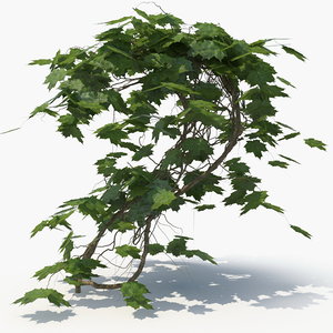 3D ivy plant