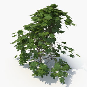 realistic ivy plant 3D