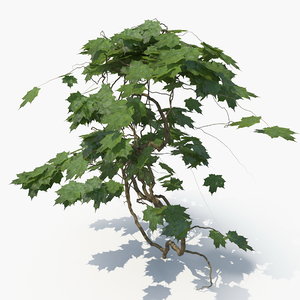 3D realistic ivy plant