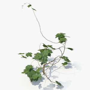 realistic ivy plant 3D model