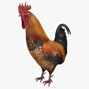 3D realistic rooster