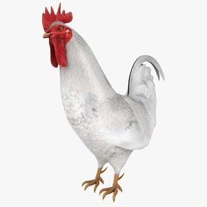 realistic rooster white 3D model
