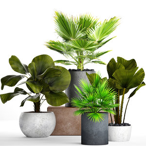 palms pots 3D model