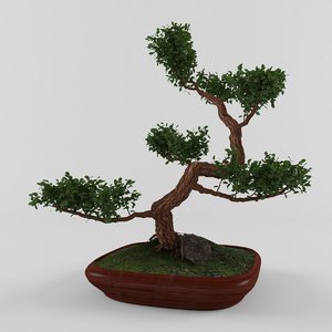 myrtle tree bonsai 3D model