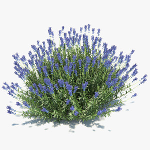 lavender plant model