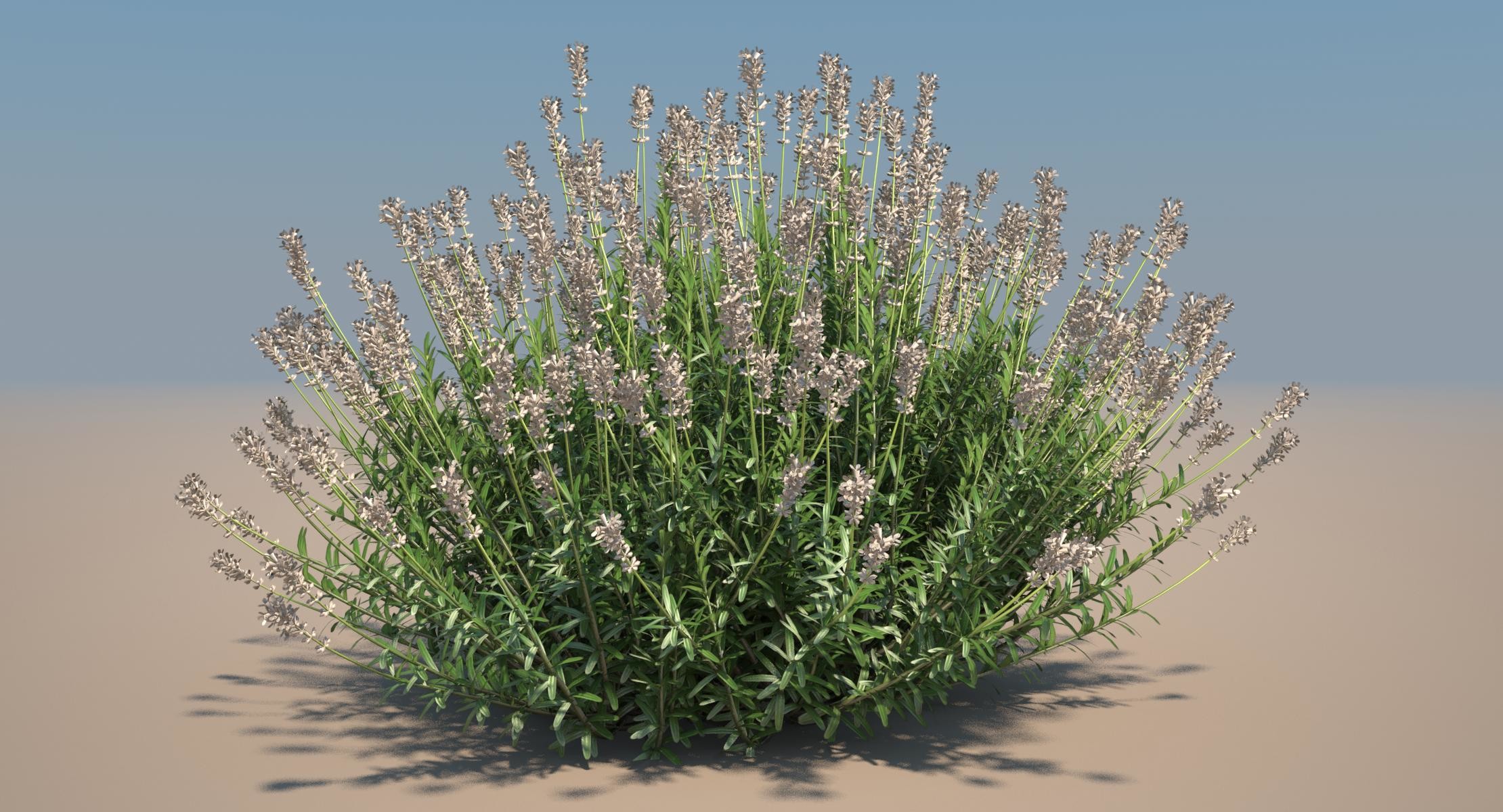 Lavender plant model - TurboSquid 1152870