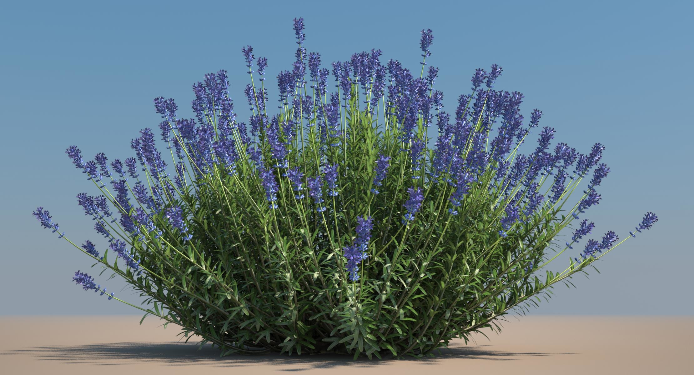 Lavender plant model - TurboSquid 1152870