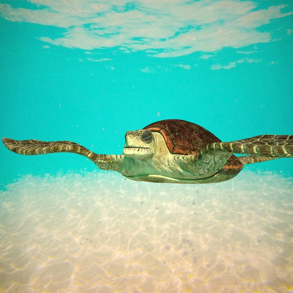 sea turtle giant