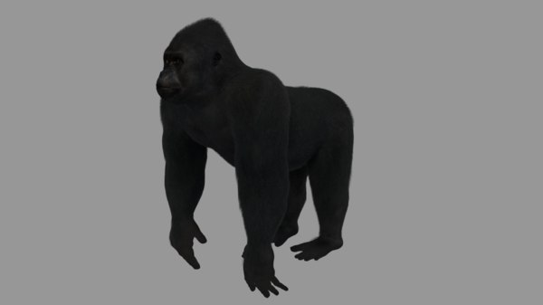 Gorilla 3D Models for Download | TurboSquid