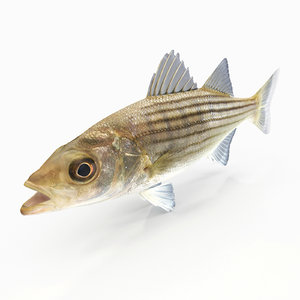 striped bass 3D model