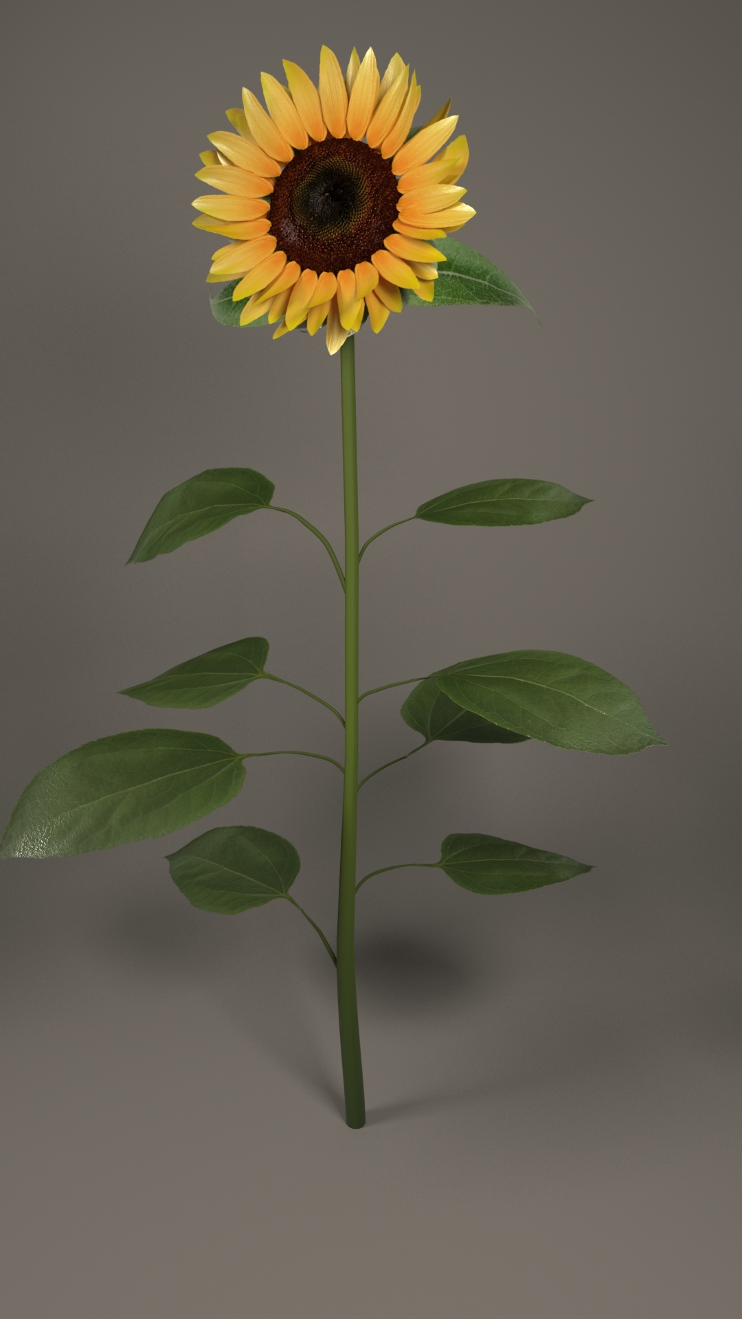 向日葵3d模型